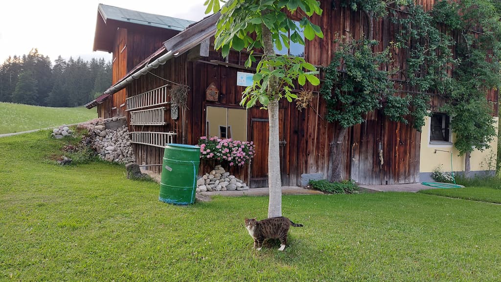 Stall Spulhof mit Katze
